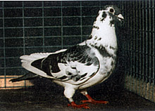 Легендарный голубь А. Карелина